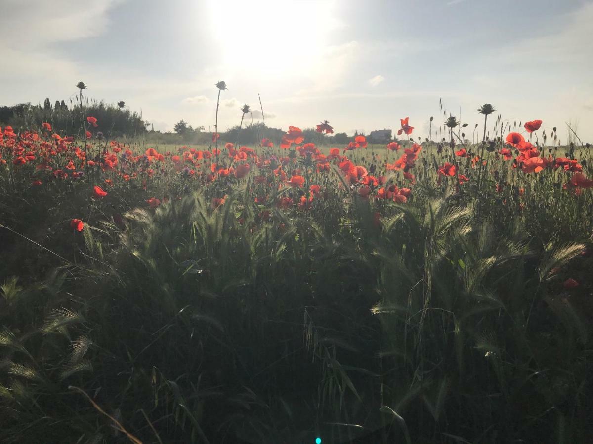 La Jolie Vigneronne Villa Marseillan  Dış mekan fotoğraf